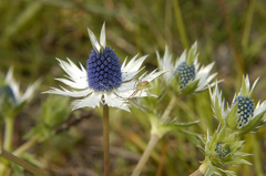 Eryngium carlinae