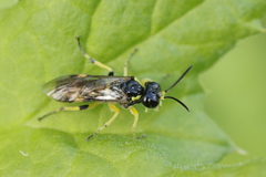 Tenthredo zonula