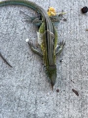 Cnemidophorus lemniscatus