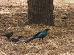 Lamprotornis caudatus