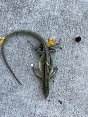 Cnemidophorus lemniscatus