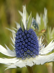 Eryngium carlinae