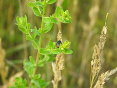 Cryptocephalus moraei