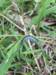 Theretra oldenlandiae