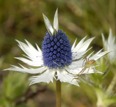 Eryngium carlinae
