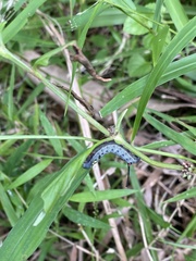 Theretra oldenlandiae