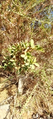 Maerua crassifolia