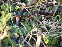 Boa constrictor occidentalis