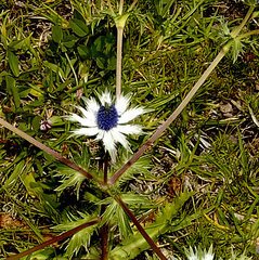 Eryngium carlinae