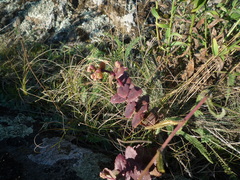 Hylotelephium maximum ruprechtii