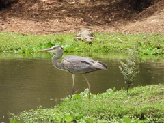 Ardea cinerea