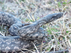 Boa constrictor occidentalis