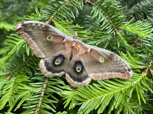 Polyphemus moth