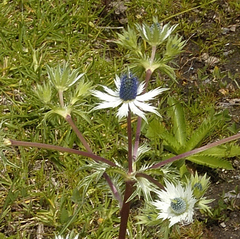 Eryngium carlinae