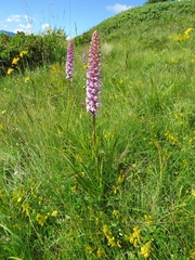 Gymnadenia densiflora