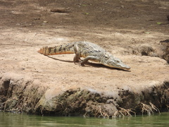 Crocodylus suchus
