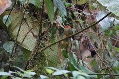 Pseudotriccus ruficeps