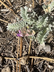 Astragalus leucolobus