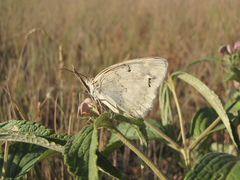 Melanargia hylata