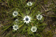 Eryngium carlinae
