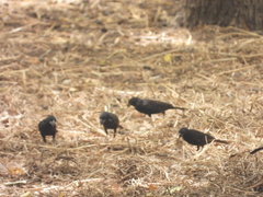 Bubalornis albirostris