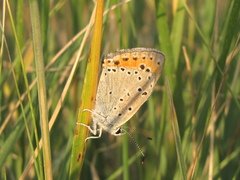 Lycaena candens