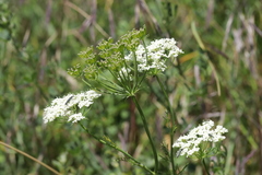 Bunium bulbocastanum