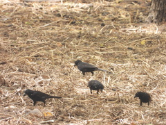 Bubalornis albirostris