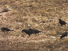 Bubalornis albirostris