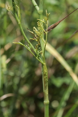 Bunium bulbocastanum