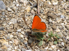 Lycaena thetis