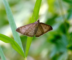 Anania fuscalis