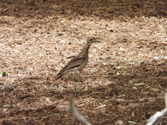 Burhinus senegalensis