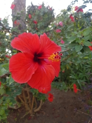 Hibiscus rosa-sinensis
