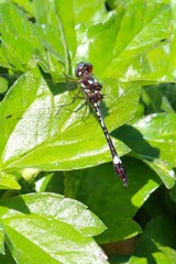 Macrothemis pseudimitans
