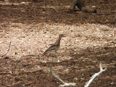 Burhinus senegalensis