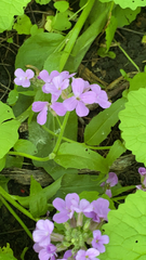 Hesperis matronalis