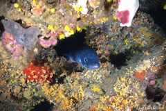 European Conger photo 3