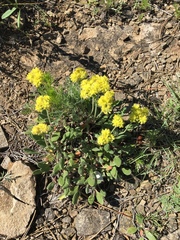 Oligogonum