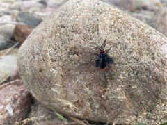 Pygoctenucha terminalis