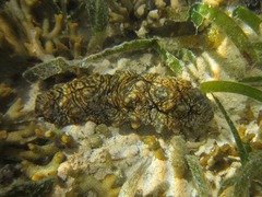 Stichopus vastus