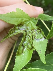 Phyllocnistis liquidambarisella