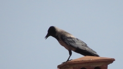 Corvus cornix