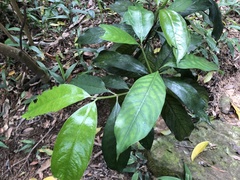 Lasianthus chinensis
