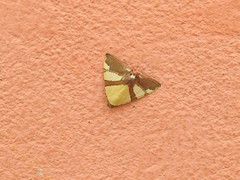 Eulepidotis julianata