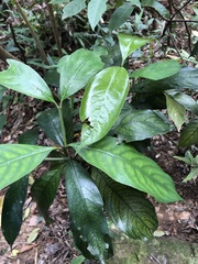 Lasianthus chinensis