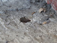 Umbonia
