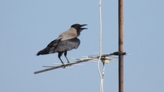 Corvus cornix