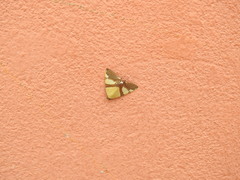 Eulepidotis julianata