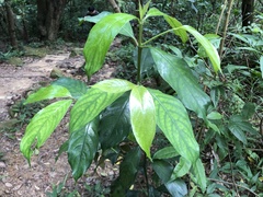 Lasianthus chinensis